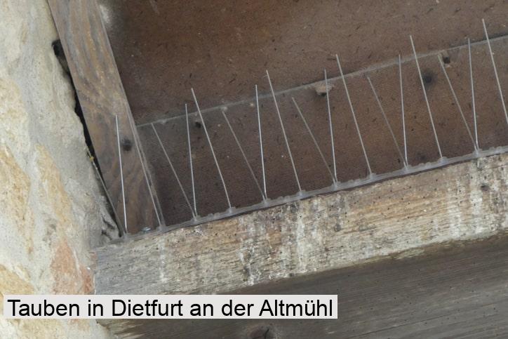 Tauben in Dietfurt an der Altmühl